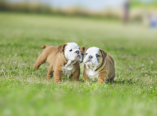 Cute english bulldog puppies playing outdors