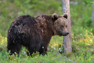 bear in forest