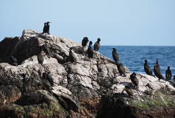 Great Cormorant