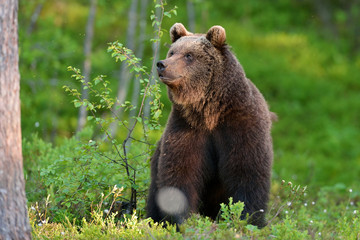 Fototapeta premium bear sitting in forest