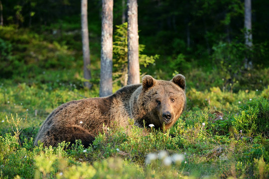 bear lying in the forest