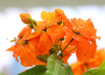 the beatiful orange flower on rain day
