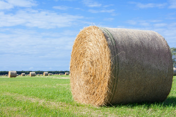 Strohballen