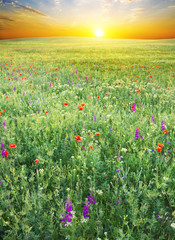 grass and red poppies