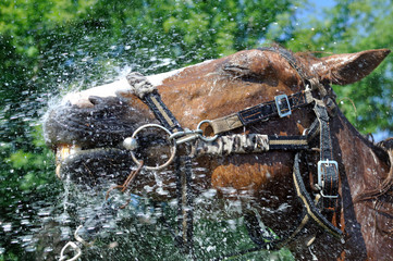 satisfied happy horse cooled by water in series, 1 of 4