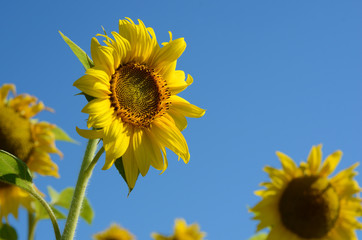 Fabulous landscape of single sunflower against the sky on a sunn
