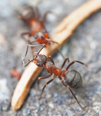 Ant in the forest