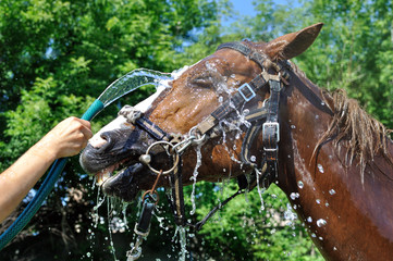 Fototapeta premium satisfied happy horse cooled by water in series, 2 of 4