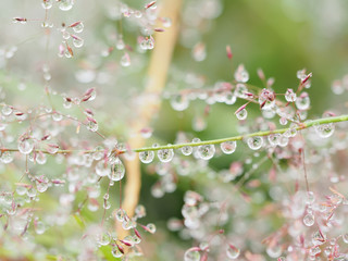 drops on the plants after rain