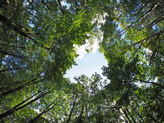 crown trees