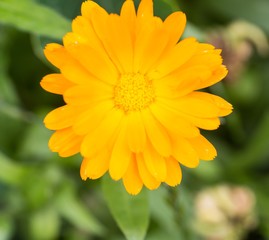 Marigolds blooming in garden