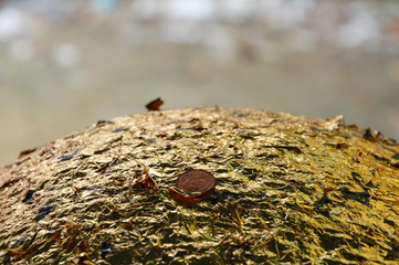 round stones buried in the ground to mark the sacred limits of a temple