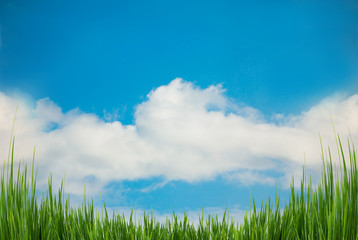 Fototapeta na wymiar Nature sky background and green grass