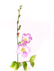 Fototapeta na wymiar Beautiful Acanthaceae's flower.