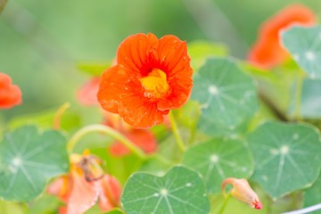Beautiful nasturtium flowers