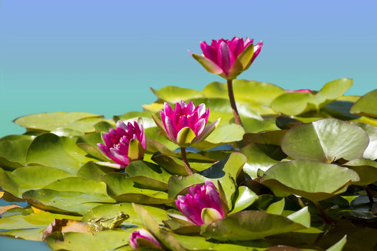 Pink waterlilies in pond .Flowers image background