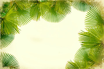 Tropical green palms on white vintage background