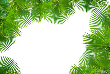 Tropical palms on white background for text