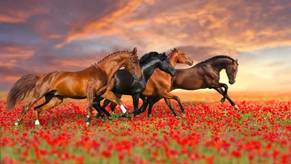 Poster Groep van vier paarden galoppeert in papaverveld tegen avondrood © callipso88