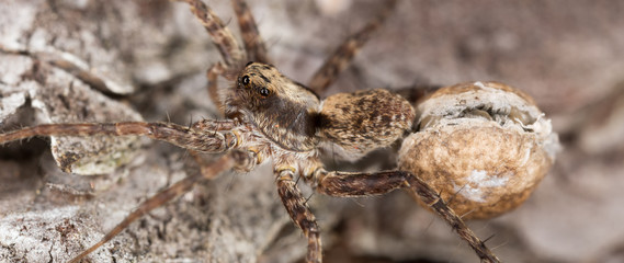 Female wolf spider with eggsack ready to break