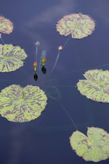 Pond with Lilypads