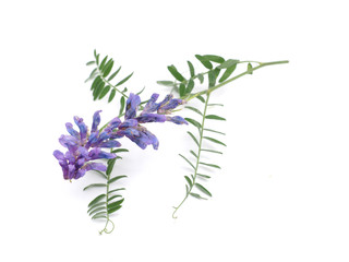Tufted Vetch flowers isolated on white (Vicia Cracca)