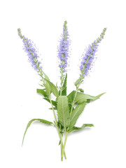 Fototapeta premium Veronica spicata on a white background