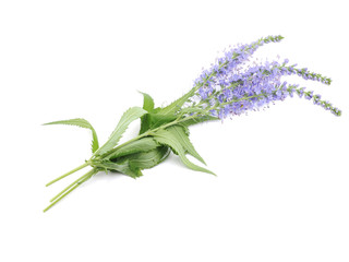Fototapeta premium Veronica spicata on a white background