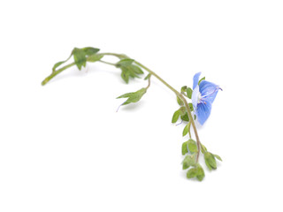 Veronica Chamaedrys on a white background
