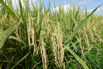 Ripe rice grains in Asia before harvest