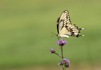 Giant Swallowtail