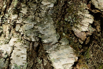 Birch bark on a tree trunk background texture pattern