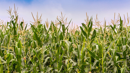 Corn Field