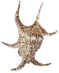 Conch Sea Shell
