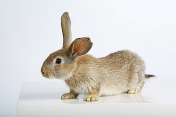 rabbit on white background