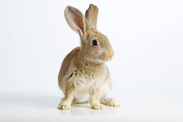 rabbit on white background