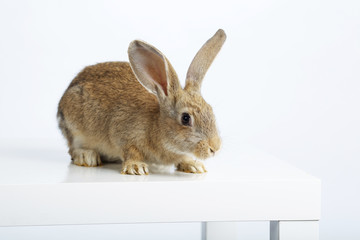rabbit on white background