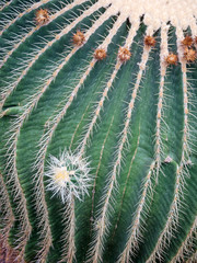 Golden Barrel Cactus