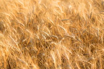 Wheat field