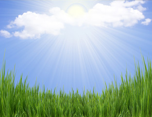 Fototapeta premium Green grass and sun light