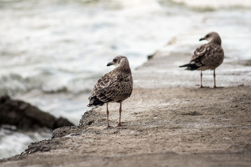 Seabirds at Capo santa Chiara, Genoa, Italy