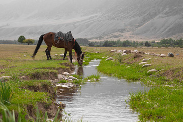Horse drinks water from the creek at the foot of the mountains