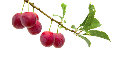 Fototapeta na wymiar small round red wild plums