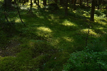 Figure sunlight on moss in the spruce forest at sunrise