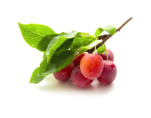small round red wild plums