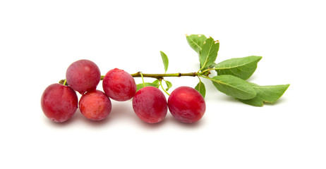 small round red wild plums