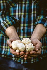 Fresh mushrooms