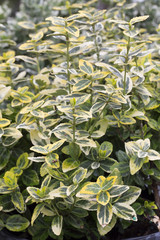 Euonymus - Emerald on Gold