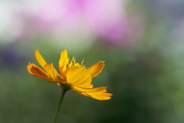 kosmeya orange flowers on the flower bed colorful summer backgro