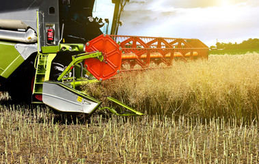Combine harvester working in rapeseed